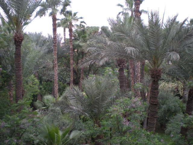Appart Avec Vue Jardin/Majorelle Marrakesh Esterno foto